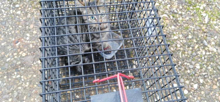 DRINGEND: kitten met een gewond pootje