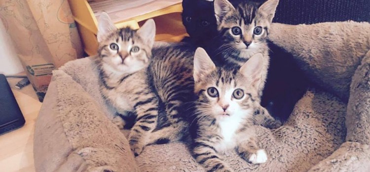 Ter adoptie: Spyra, Stella, Shania en Simba (gereserveerd)